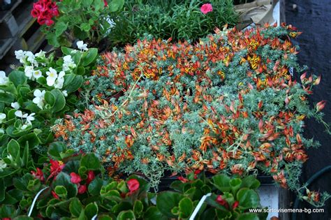 Сортови семена и растителна защита ЕООД – Земеделски регистър