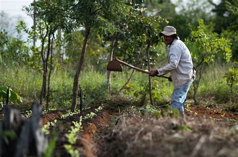 Pequenos Produtores Rurais T M Queda De At Da Renda Na Pandemia