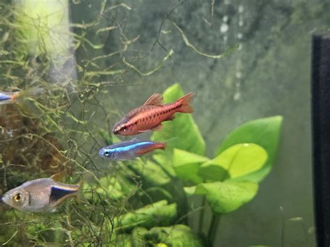 Please help me identify this red fish : r/Aquariums