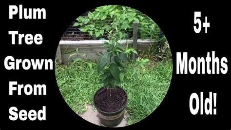 how to grow italian plum tree from seed - Shawanna Thorpe