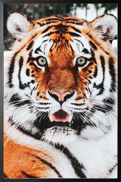 Tiger front view Poster - Artdesign