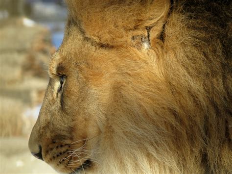 Free Images Male Wildlife Zoo Fur Mane Fauna Big Cat Close Up