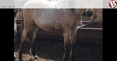 Pair Of Yearling Buckskin Colts Timber Lake SD