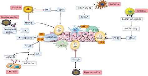 Csc Exos Regulate Cancer Cells To Evade Immune Surveillance Mirnas