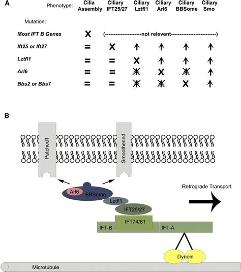 Model for IFT25/IFT27 Function | Download Scientific Diagram