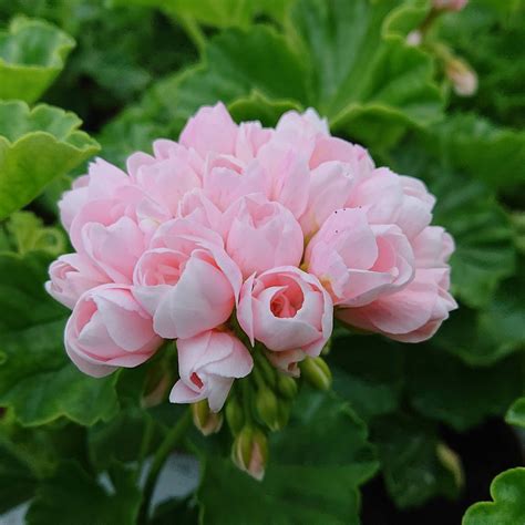 Pelargonium Zonale Emma Special Pelargonie Lundagers Gartneri