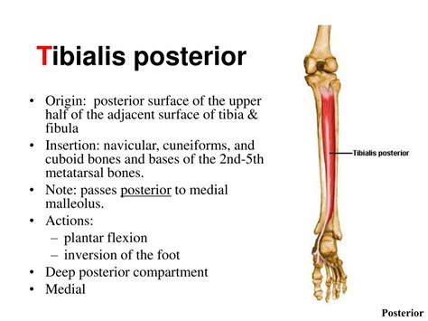 Insertion Of Tibialis Anterior Musculoskeletal