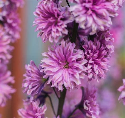 Дельфиниумы (Delphinium) - купить растения семейства Лютиковые в ...
