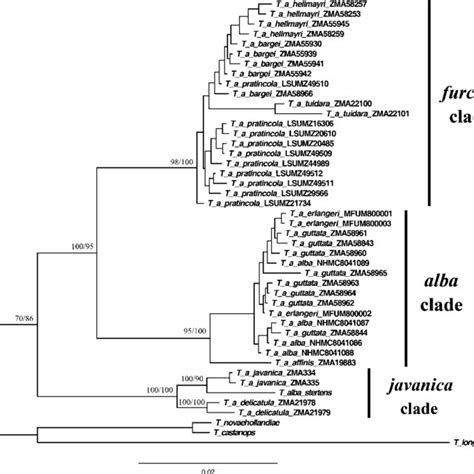 Fifty Percent Majority Rule Consensus Tree Sampled From The Posterior