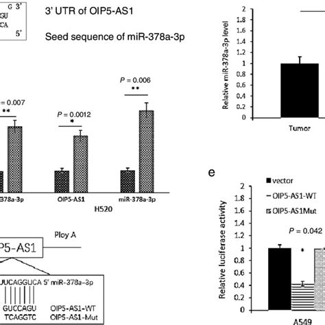 Oip5 As1 Acted As A Competing Endogenous Rna Cerna Of Mir 378a 3p