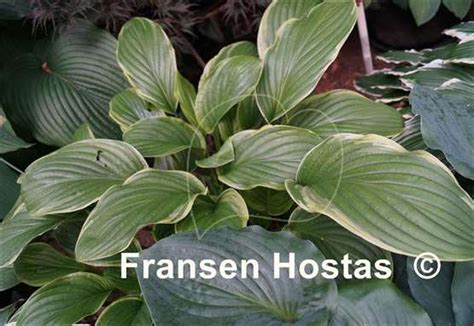 Hosta Fragrant Fire Fransen Hostas