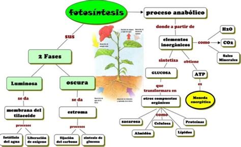 Información sobre la fotosíntesis y sus fases Cuadros sinópticos e