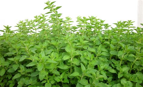 Oregano Herbs Growing Crazy Home Herb Gardens