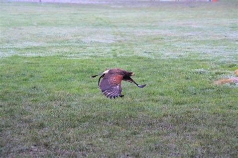 Hawk In Flight Stock Photos, Images and Backgrounds for Free Download