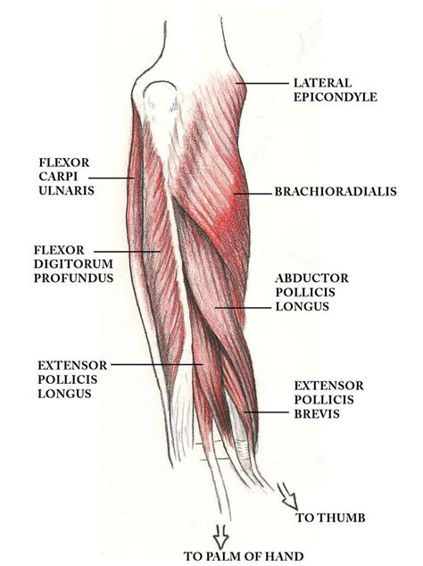 Anatomy - Forearm muscles by Rankenphile on DeviantArt