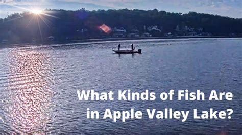 What Kinds Of Fish Are In Apple Valley Lake Toth And Team