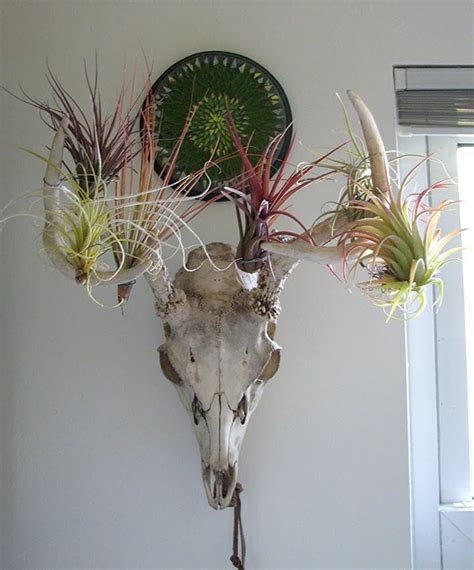 Tillandsia Air Plant Display Ideas Pinterest