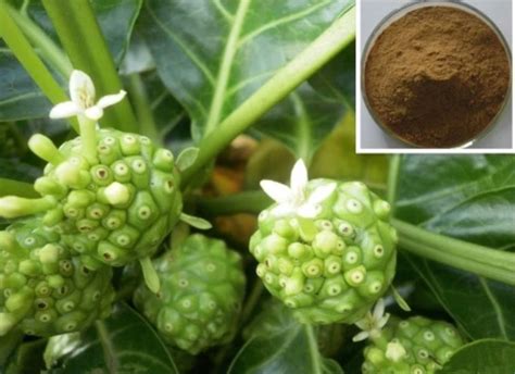 Morinda Citrifolia Noni Fruit Indian Mulberry Achuka Extract