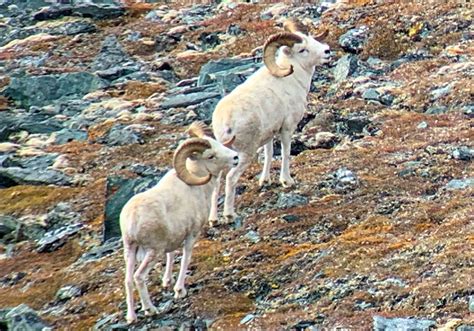 Arctic National Wildlife Refuge - Katmai Guide Service & Aniakchak Guide Service