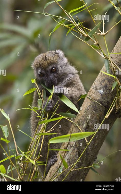 Eastern Bamboo Lemur Eastern Lesser Bamboo Lemurs Hapalemur Griseus