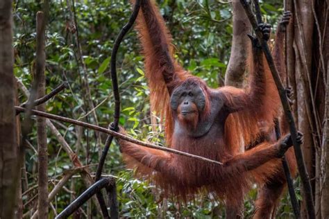 bornean orangutan facts fact animal