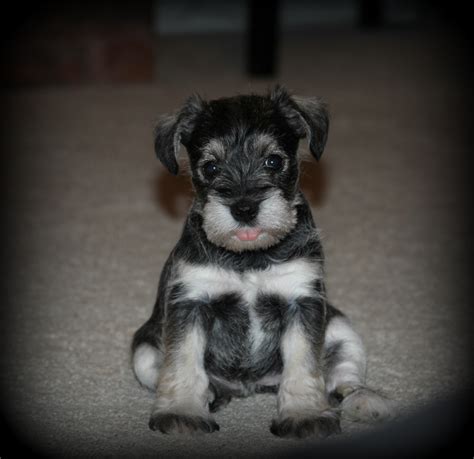 Ckc Miniature Schnauzer Puppies For Sale For Sale Adoption From Mcdonough Georgia