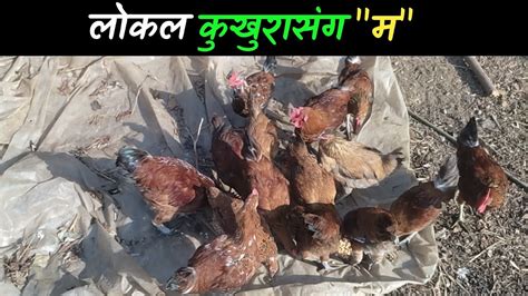 लकल कखरसग म usmanwaiba trending agriculture foryou viralvideo