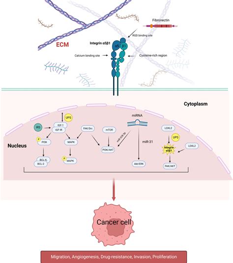 Frontiers Targeting integrin α5β1 in urological tumors opportunities