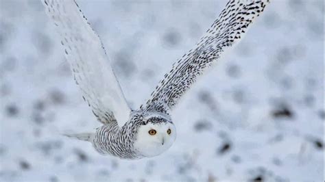 Snowy Owl Wallpapers - Wallpaper Cave