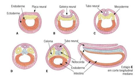 Tubo E Goteira Neural Anatomia Papel E Caneta