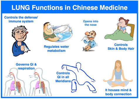 All About The Tcm Lung Acupro Academy Acupuncture Online Courses