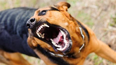 Dog Attacks Pet Behaviourist Reveals Biggest Mistakes And What To Do