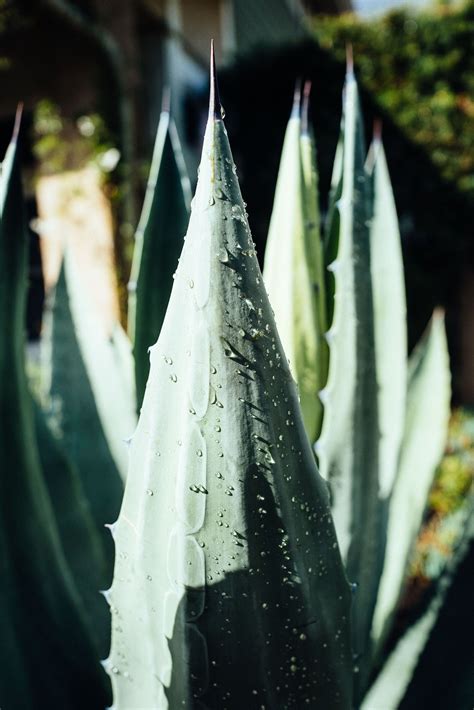 Succulents in my garden after the rain. Matt Lara Photography ...