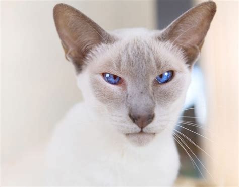 Lilac Point Siamese Cats - KittenMeow