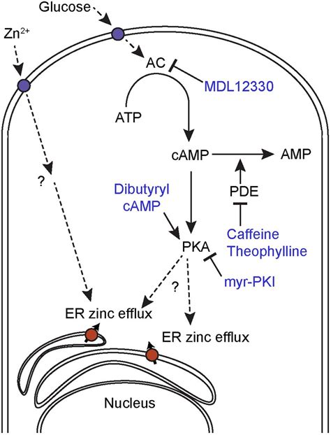 Frontiers Cyclic Pathway Activation And Extracellular Zinc Induce