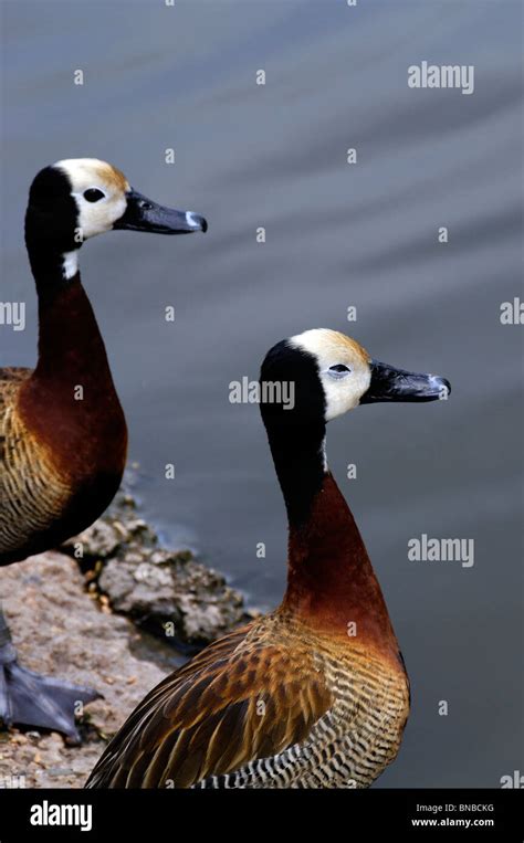 A Pair Of Whistling White Faced Ducks Stock Photo Alamy