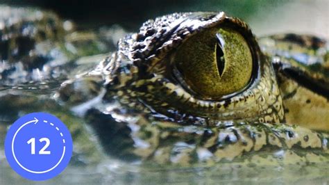 12 Hodin Zvuky KROKODÝL V NOČNÍM PRALESE Zvuk Krokodýla Zvuk