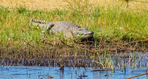 Days Akagera National Park Safari Day Akagera Safari Tour Rwanda