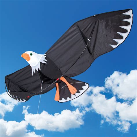 Difference Between Kite And Eagle