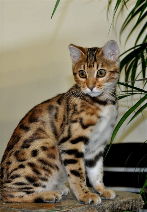 Bengal Kittens Average Price
