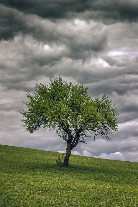 Small Tree Photo Free Tree Image On Unsplash