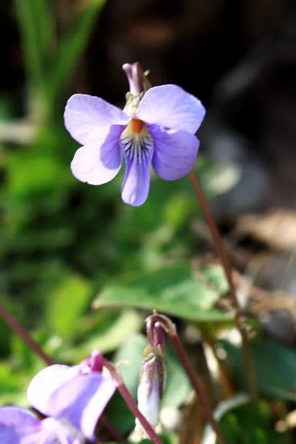 繧ｿ繝√ヤ繝懊せ繝溘Ξ 讓ｪ豬懷屁蟄｣縺ｮ譽ｮ蜈ｬ蝨 花を訪ねてウォーキング