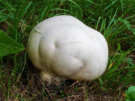 Premium Photo Langermannia Calvatia Gigantea Is A Species Of