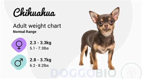 Chihuahua Growth Chart: Track Your Pet's Development 2024