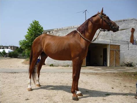 Karabakh Horse Breed Information, History, Videos, Pictures