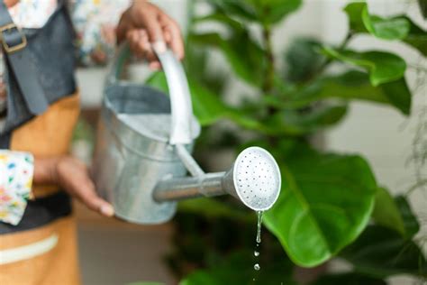 Qu Tipo De Agua Es Mejor Para Regar Las Plantas Dioxilife