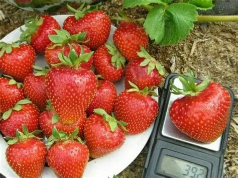 Клубника Свит Харт саженцы купить в Москве и Подмосковье в питомнике