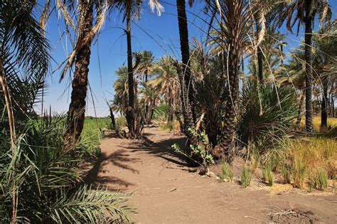 Premium Photo Nature In The Small Village On Nile River Sudan