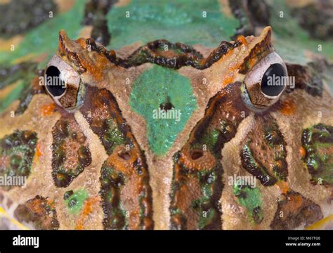 Argentine horned frog Ceratophrys ornata Stock Photo - Alamy