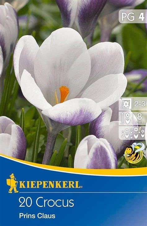 Kiepenkerl Crocus chrysanthus Prins Claus botanikai krókusz